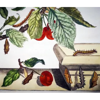 Antique Entomology Print – Jacob L’Admiral – Large Tortoiseshell