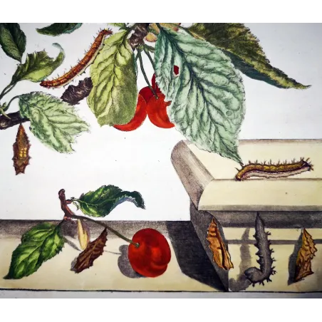 Antique Entomology Print – Jacob L’Admiral – Large Tortoiseshell