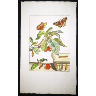 Antique Entomology Print – Jacob L’Admiral – Large Tortoiseshell