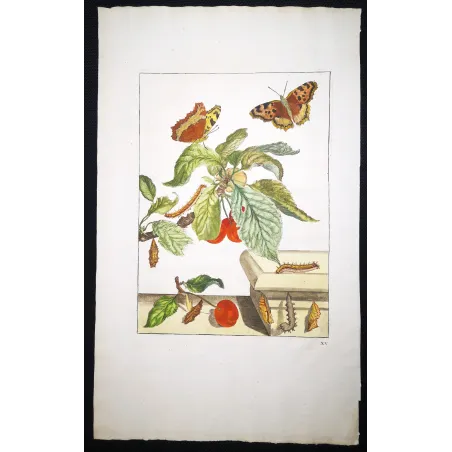 Antique Entomology Print – Jacob L’Admiral – Large Tortoiseshell