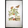 Large Tortoiseshell (*Nymphalis polychloros*) on Sweet Cherry (*Prunus avium*) – Original hand-color engr by J. L’Admiral (1774)