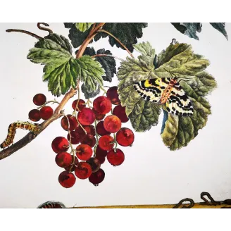 Antique Entomology Print – Jacob L’Admiral – Magpie Moth