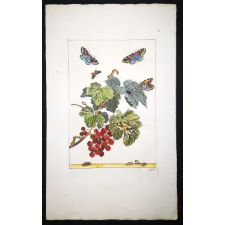 Antique Entomology Print – Jacob L’Admiral – Magpie Moth