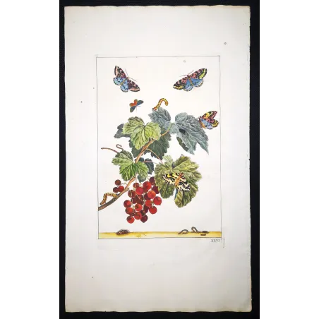 Antique Entomology Print – Jacob L’Admiral – Magpie Moth