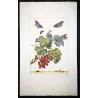 Magpie Moth (*Abraxas grossulariata*) on Currant (*Ribes*) – Original hand-colored engraving by Jacob L’Admiral (1774)