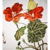 Large White (*Pieris brassicae*) on Nasturtium (*Tropaeolum majus*) – Original hand-colored engraving by Jacob L’Admiral (1774)