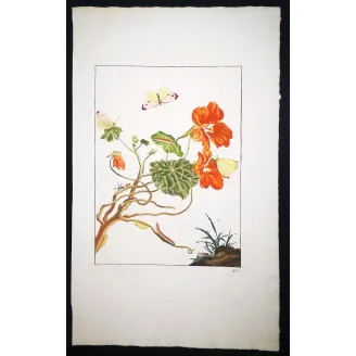 Antique Entomology Print – Jacob L’Admiral – Large White