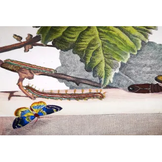 Antique Entomology Print – Jacob L’Admiral – Silkworm
