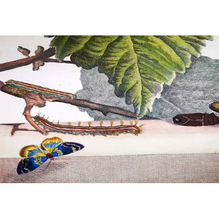 Antique Entomology Print – Jacob L’Admiral – Silkworm