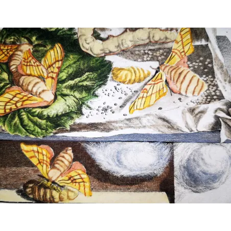 Antique Entomology Print – Jacob L’Admiral – Silkworm
