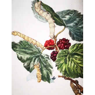 Antique Entomology Print – Jacob L’Admiral – Silkworm