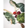 Silkworm (*Bombyx Mori*) on Mulberry (*Morus alba*) Hand-colored engraving by Jacob L'Admiral (1774)