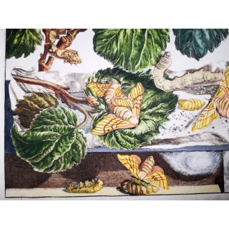Antique Entomology Print – Jacob L’Admiral – Silkworm