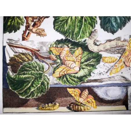 Antique Entomology Print – Jacob L’Admiral – Silkworm