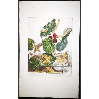 Antique Entomology Print – Jacob L’Admiral – Silkworm