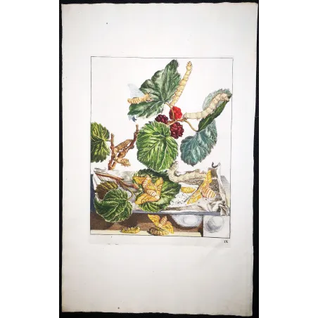 Antique Entomology Print – Jacob L’Admiral – Silkworm