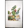 Silkworm (*Bombyx Mori*) on Mulberry (*Morus alba*) Hand-colored engraving by Jacob L'Admiral (1774)