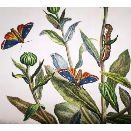 Antique Entomology Print – Jacob L’Admiral – The Gem