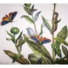 The Gem (*Orthonama obstipata*) on Gerbera (*Gerbera*) Hand-colored engraving by Jacob L'Admiral (1774)