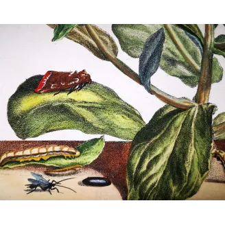 Antique Entomology Print – Jacob L’Admiral – The Gem