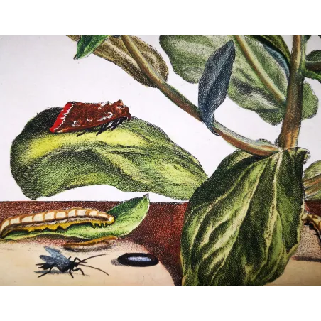 Antique Entomology Print – Jacob L’Admiral – The Gem
