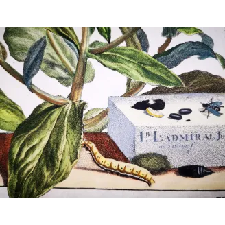 Antique Entomology Print – Jacob L’Admiral – The Gem