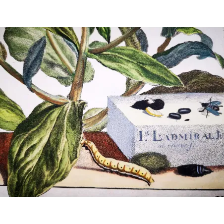 Antique Entomology Print – Jacob L’Admiral – The Gem