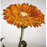 The Gem (*Orthonama obstipata*) on Gerbera (*Gerbera*) Hand-colored engraving by Jacob L'Admiral (1774)