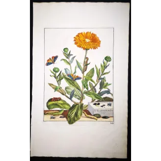 Antique Entomology Print – Jacob L’Admiral – The Gem