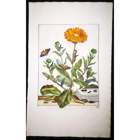 Antique Entomology Print – Jacob L’Admiral – The Gem