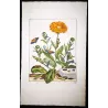 The Gem (*Orthonama obstipata*) on Gerbera (*Gerbera*) Hand-colored engraving by Jacob L'Admiral (1774)