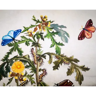 Antique Entomology Print – Jacob L’Admiral – Cinnabar Moth