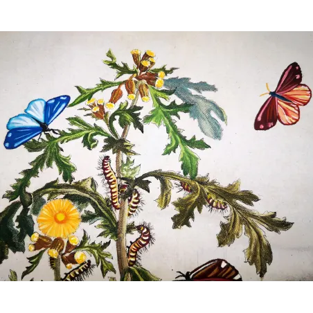 Antique Entomology Print – Jacob L’Admiral – Cinnabar Moth