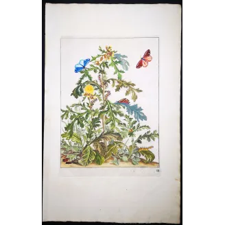 Antique Entomology Print – Jacob L’Admiral – Cinnabar Moth