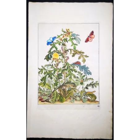 Antique Entomology Print – Jacob L’Admiral – Cinnabar Moth