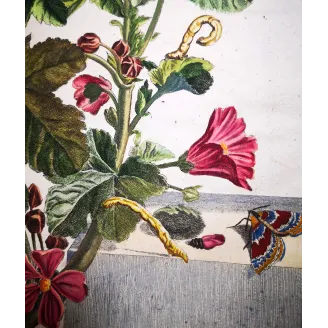Antique Entomology Print – Jacob L’Admiral – Red Twin-spot Carpet