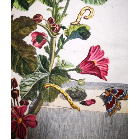 Antique Entomology Print – Jacob L’Admiral – Red Twin-spot Carpet