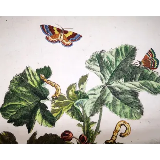 Antique Entomology Print – Jacob L’Admiral – Red Twin-spot Carpet
