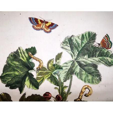 Antique Entomology Print – Jacob L’Admiral – Red Twin-spot Carpet