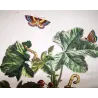 Red Twin-spot Carpet (*Xanthorhoe Spadicearia*) on Mallow (*Malva*) Hand-colored engraving by Jacob L'Admiral (1774)
