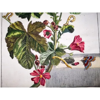 Antique Entomology Print – Jacob L’Admiral – Red Twin-spot Carpet