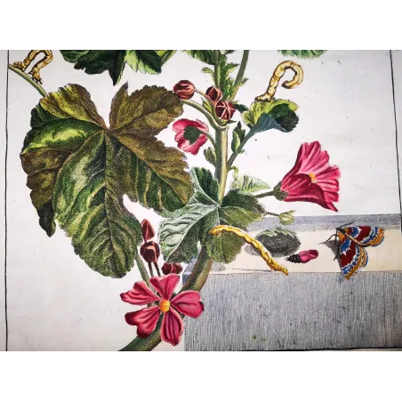 Antique Entomology Print – Jacob L’Admiral – Red Twin-spot Carpet