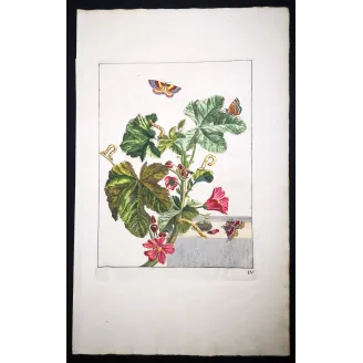 Antique Entomology Print – Jacob L’Admiral – Red Twin-spot Carpet