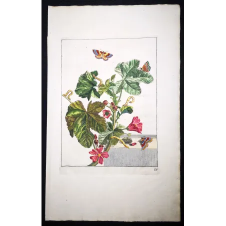 Antique Entomology Print – Jacob L’Admiral – Red Twin-spot Carpet