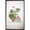 Red Twin-spot Carpet (*Xanthorhoe Spadicearia*) on Mallow (*Malva*) Hand-colored engraving by Jacob L'Admiral (1774)