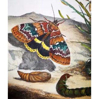 Antique Entomology Print – Jacob L’Admiral – Clifden Nonpareil