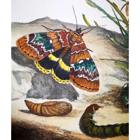 Antique Entomology Print – Jacob L’Admiral – Clifden Nonpareil