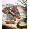 Clifden Nonpareil (*Catocala Fraxini*) Hand-colored engraving by Jacob L'Admiral (1774)