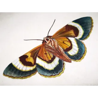 Antique Entomology Print – Jacob L’Admiral – Clifden Nonpareil