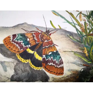 Antique Entomology Print – Jacob L’Admiral – Clifden Nonpareil